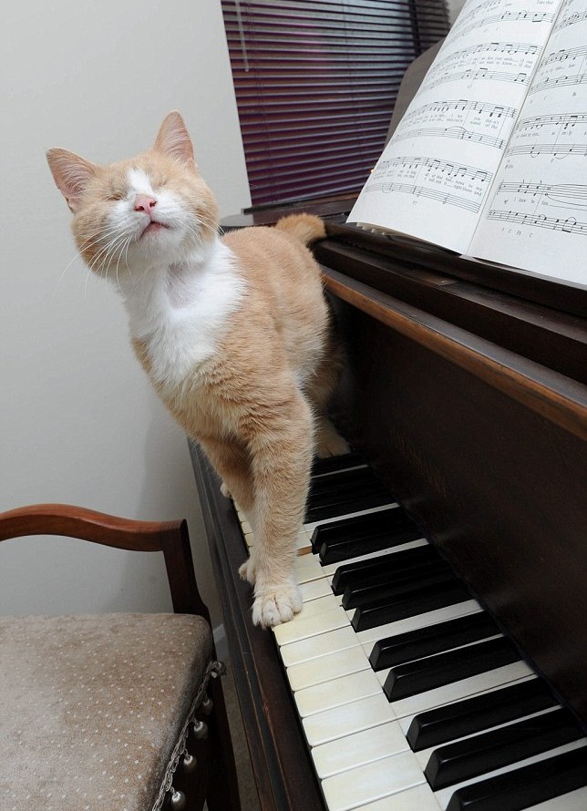 Музыкальных кошечек. Кошка на пианино. Коты и пианино. Кот на фортепиано. Рояль для котят.