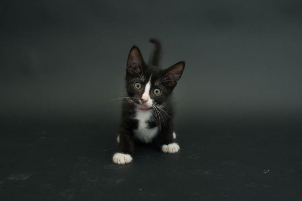 Gato blanco con manchas negras