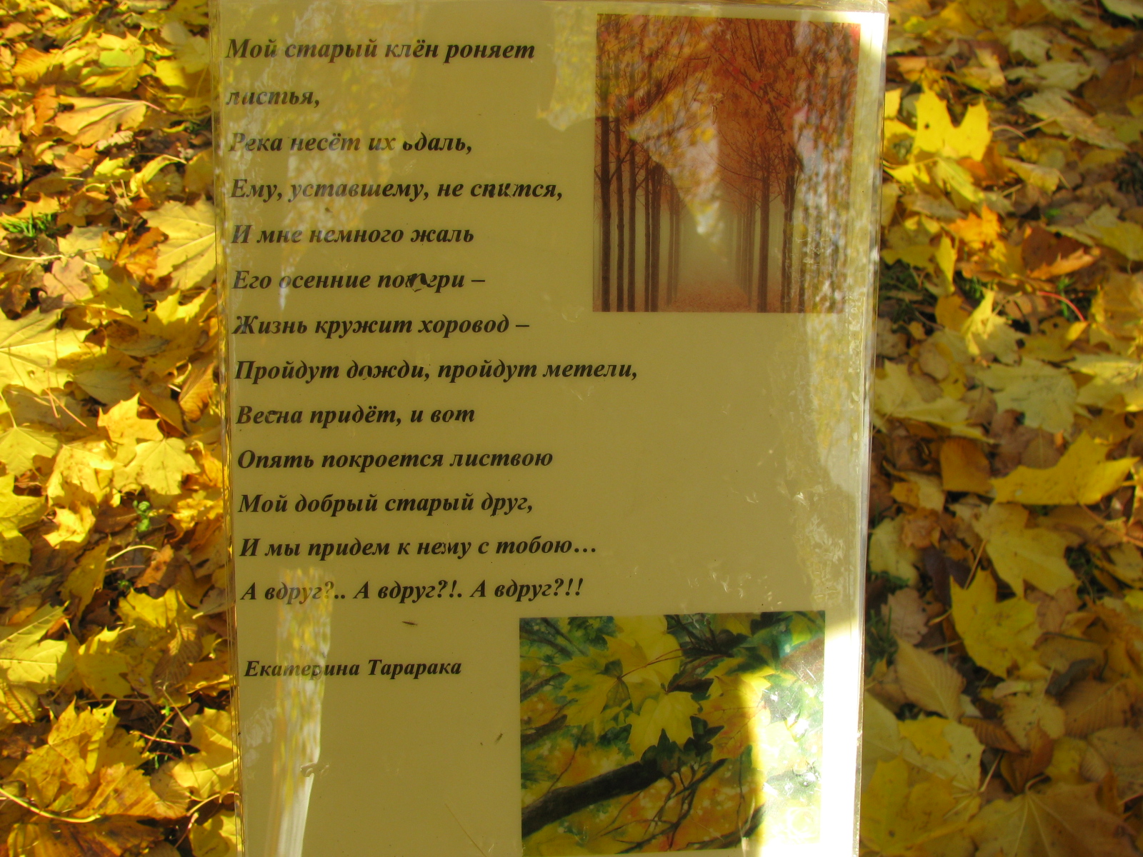 Текст грустит кленовая. Стихи про осень. Стихи о осеннем клене. Стихотворение о листе клена. Старый клен стихи.