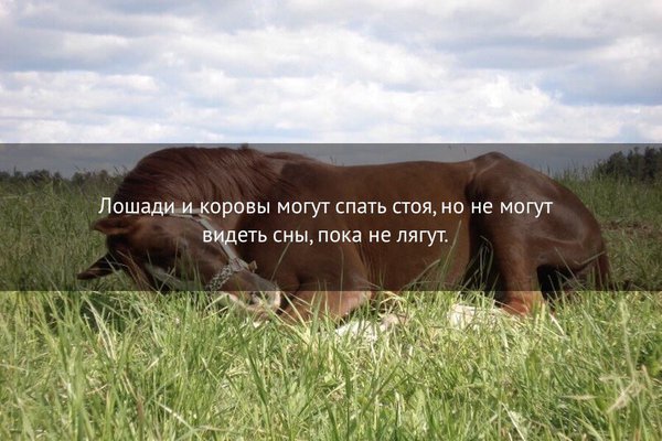 Стой поспать. Факты лошади спят стоя. Коровы спят стоя или лежа. Как спят коровы.