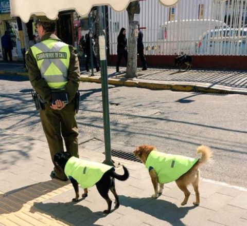 Собаки-полицейские