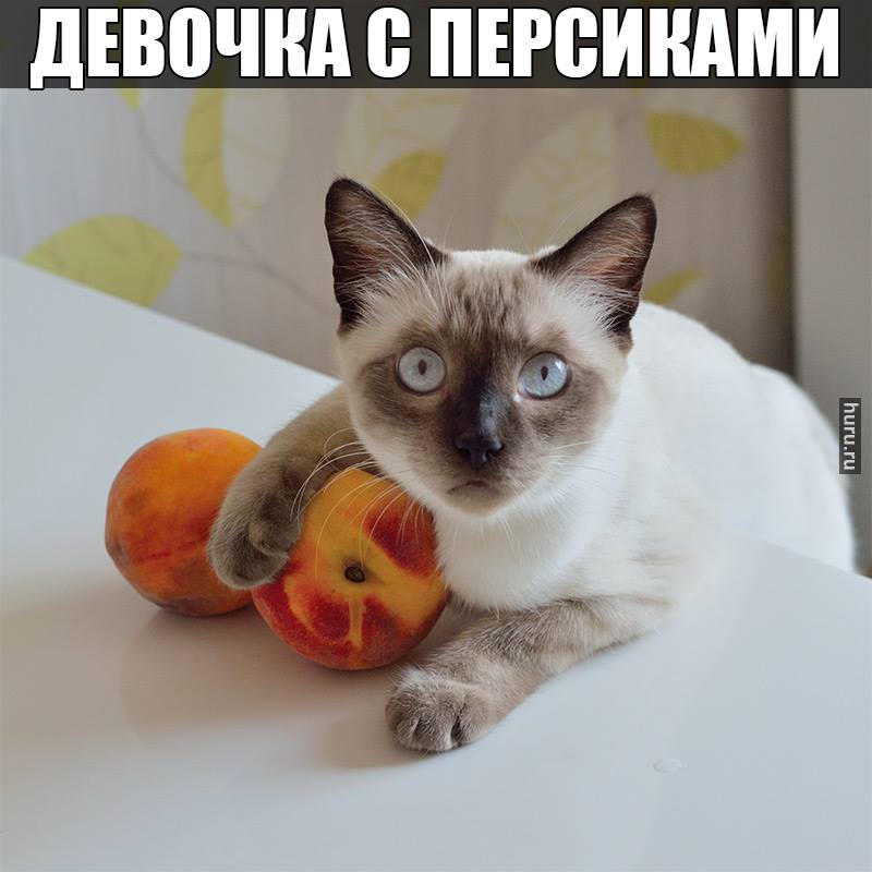 кошка с персиками