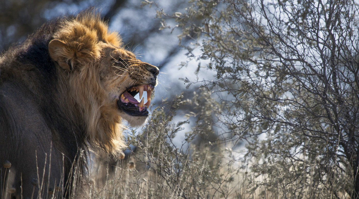 Лев National Geographic