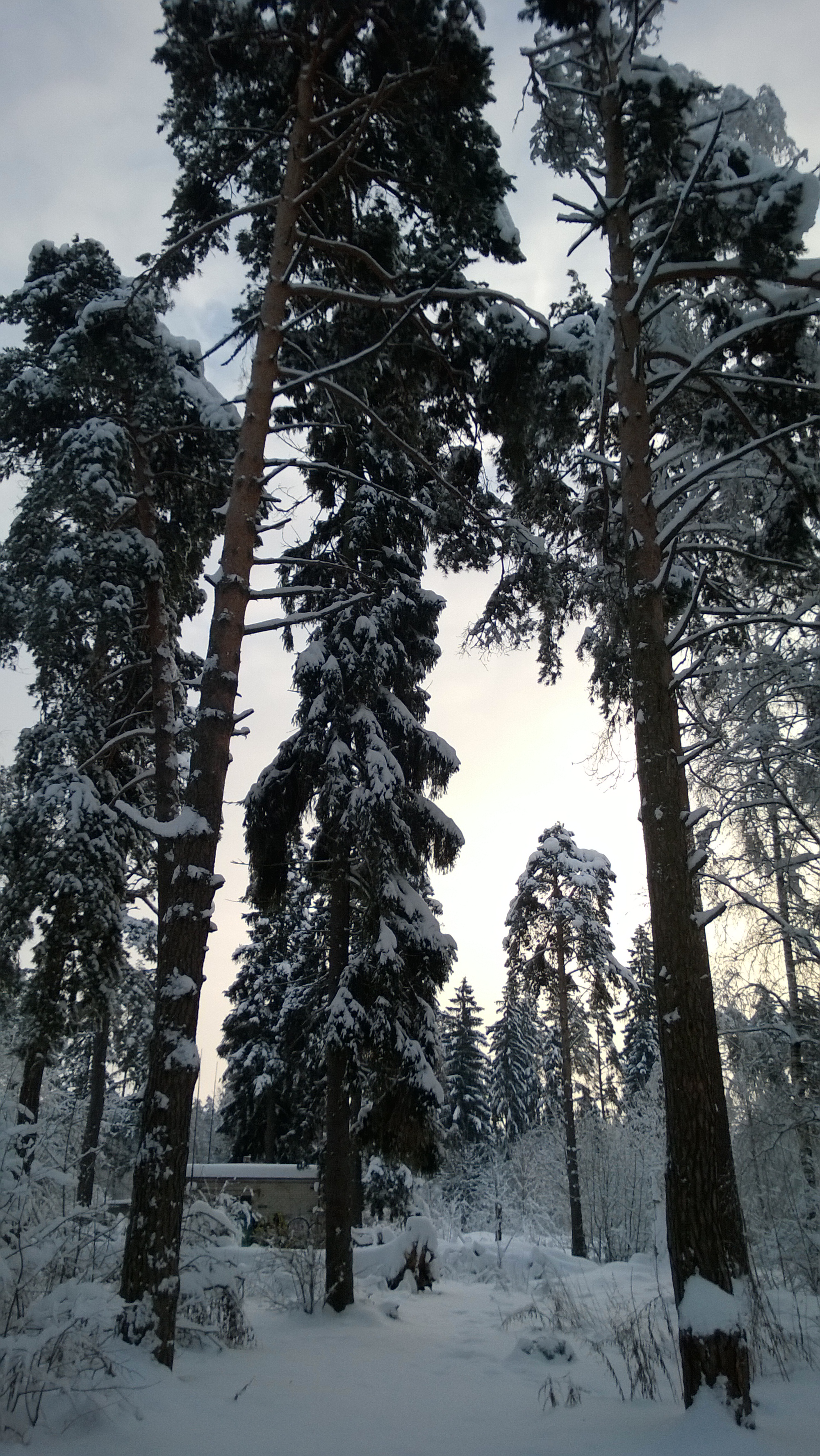 Словно сумерек наплыла тень слушать