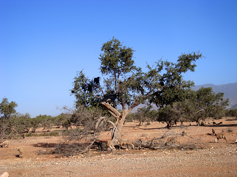 Аргановое дерево 