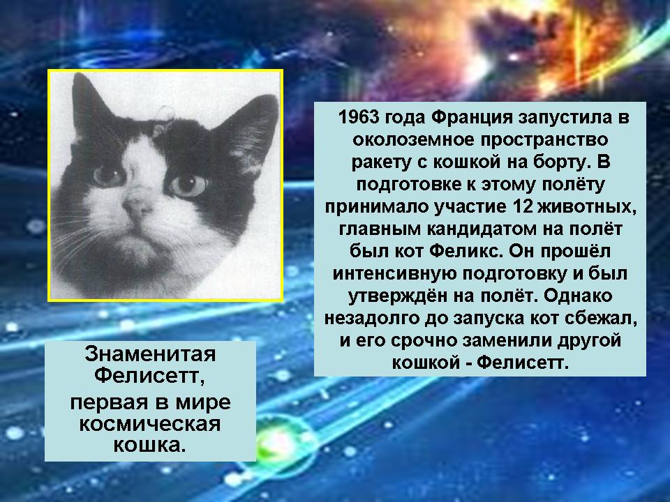 Кошка полетевшая в космос. Фелисетт первая кошка. Первая кошка космонавт Фелисетт. Кот Фелисетт в космосе. Кошка Фелисетт которая летала в космос.