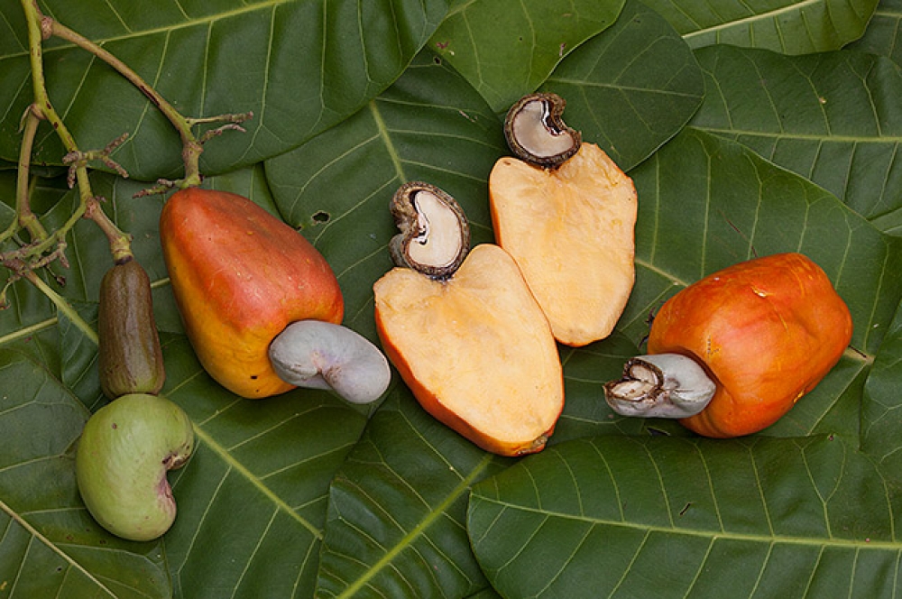 Как растут орешки кешью фото