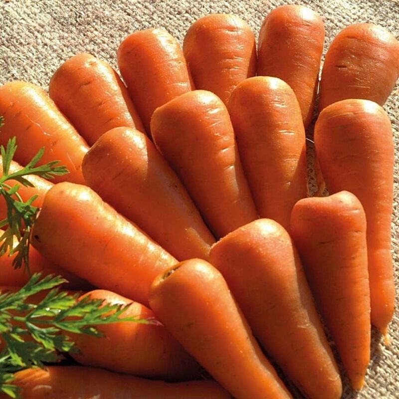 Морковь шантане