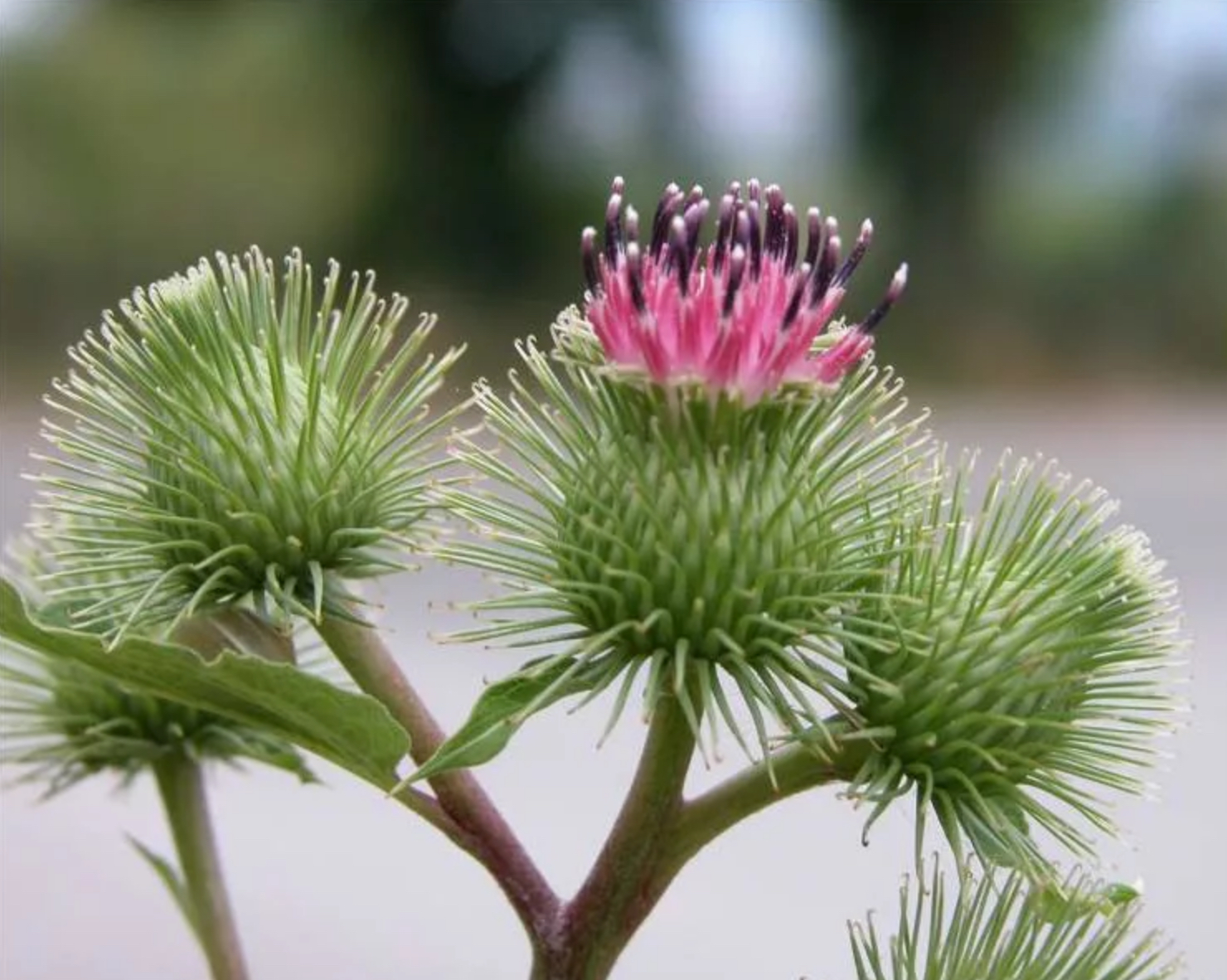 Лопух обыкновенный Arctium lappa