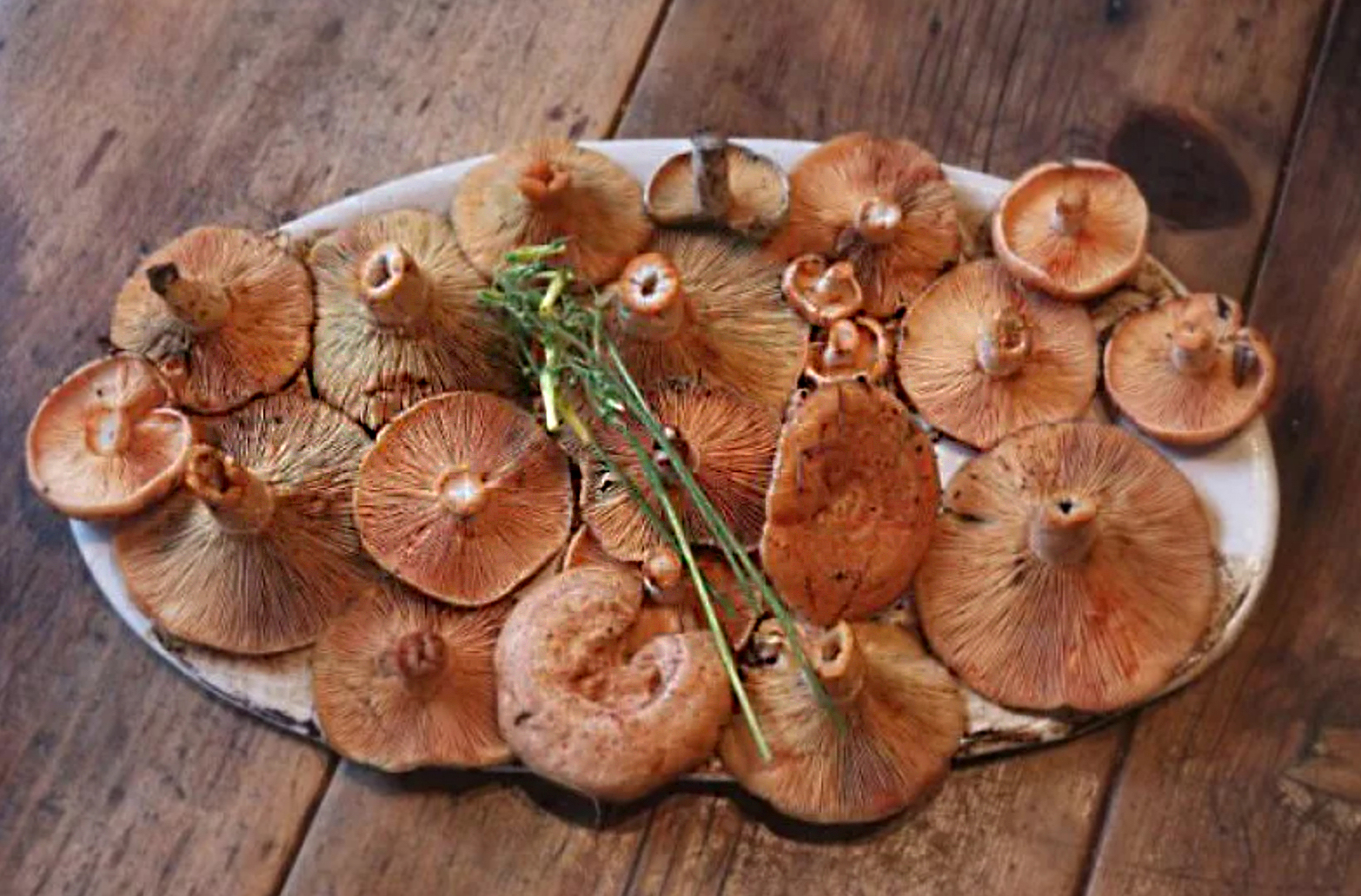 Цвет рыжиков. Рыжики грибы. Рыжики пластинчатые грибы. Рыжик Крымский. Фото рыжиков грибов.