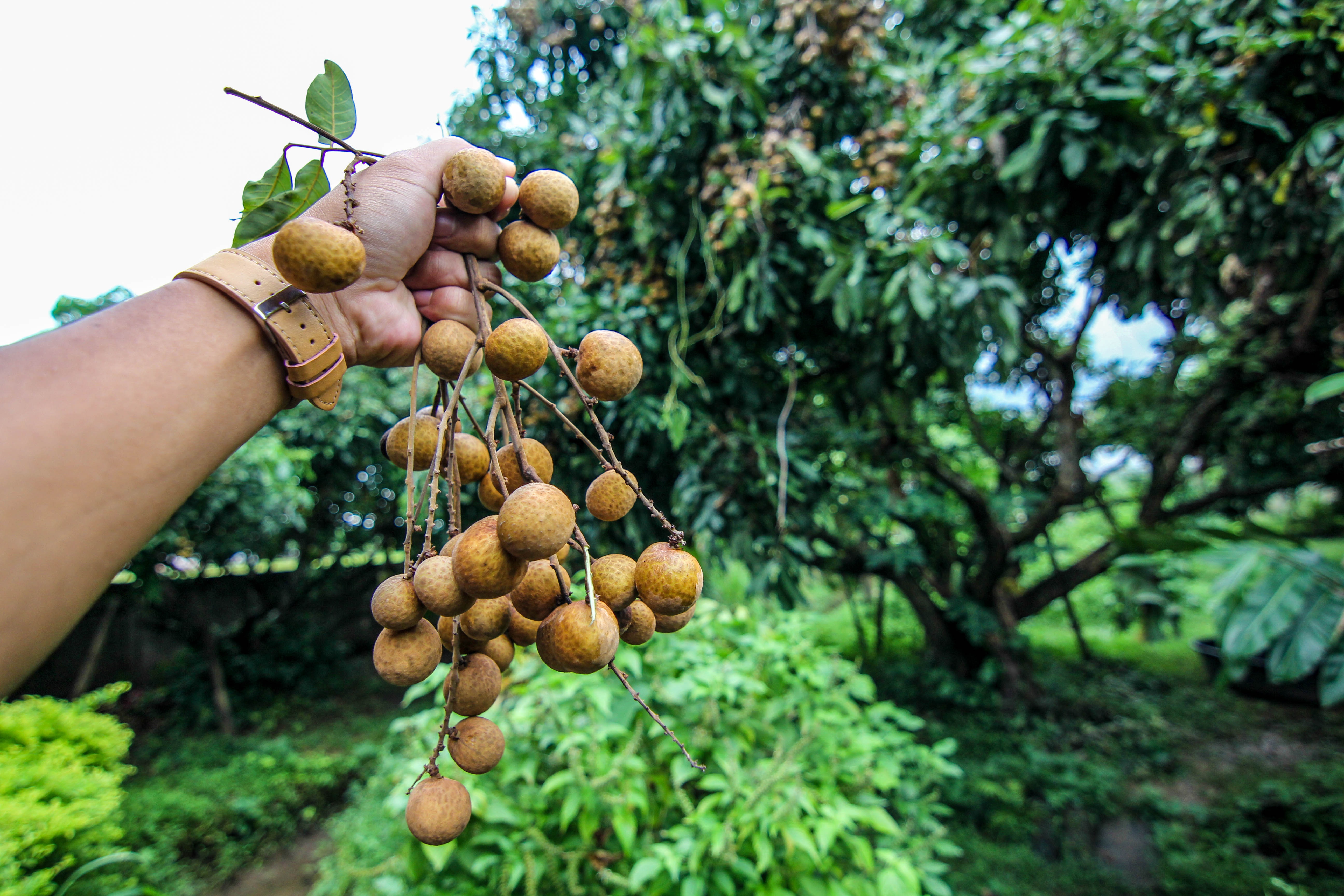 Выращиваем экзотические фрукты. Лангсат и лонган. Фрукты Тайланда лонган. Тайский виноград лонган. Лонган фрукт дерево.