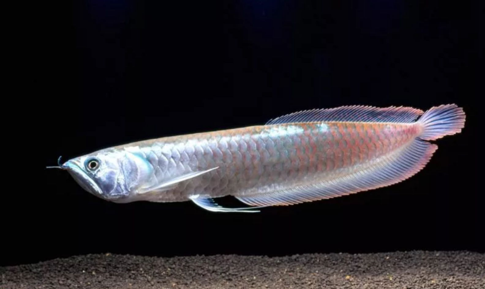 Рыба серебряная полоса