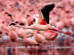 Flamingo-Wallpaper.jpg