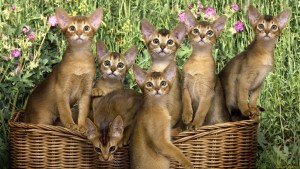 Коллекция котов и диких кошек (17).jpg
