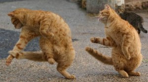 dancer-cat.jpg
