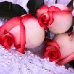 roses-3-1600.jpg
