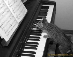 funny-kitten-piano-picture2.jpg