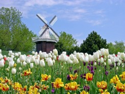 Голландия - страна мельниц, тюльпанов.jpg