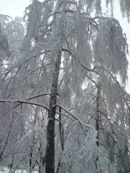 Зима.JPG