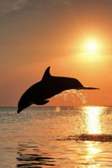 dolphin-sun.jpg