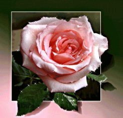 Роза 1.jpg