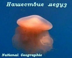 Нашествие медуз.jpg