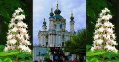 Кашьан цветет Киев.jpg