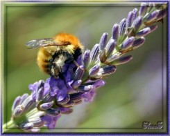 пчелка цветок.jpg