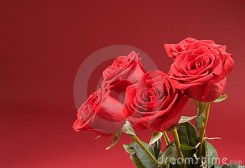 роза красные 5.jpg