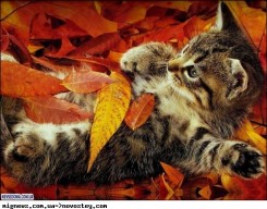 котенок в листьях.jpg