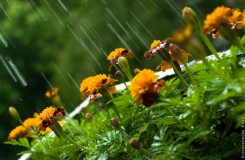 музыка дождя цветы.jpg