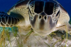 Исчезающая зеленая черепаха, сфотографированная у пляжа Юкатана в Мексике..jpg