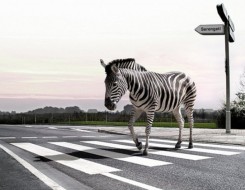 Пешком по зебре.jpg