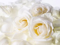 white_roses_wallpaper.jpg