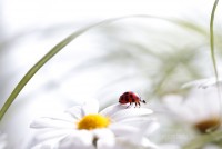 the_walking_of_ladybug_by_arwenarts-d3exrfn.jpg