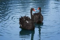 2018817-pair-of-black-swans-in-the-blue-pond.jpg