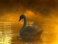 Swan_in_Golden_Water_Wallpaper__yvt2.jpg
