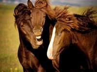 smiling-horse.jpg