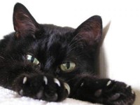 Black-cat.jpg