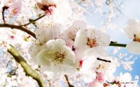 1248676713_cherry_blossom_by_rock__angel.jpg