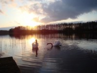 Swans11.jpg