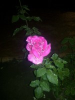 Такие вот розы у Чёрного моря