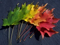 Leaf_Rainbow_Wallpaper_by_thetangyzip.jpg