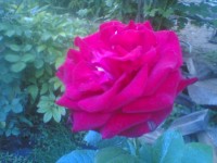 Роза моего садика.