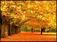 Autumn%20landscape%20Wallpaper__yvt2.jpg