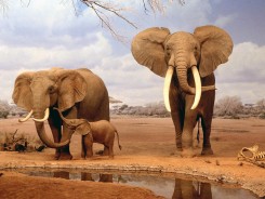 djur-elefanter-barn-elefant-1920x2560