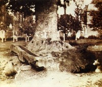 1850-env-louis-robert-arbre-a-la-verrerie
