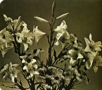 1855-adolphe-braun-nature-morte-epreuve-a-lalbumine