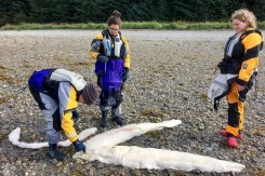 На Аляске вынесло на пляж останки загадочного существа