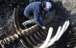 В Сибири нашли скелет огромной доисторической коровы 